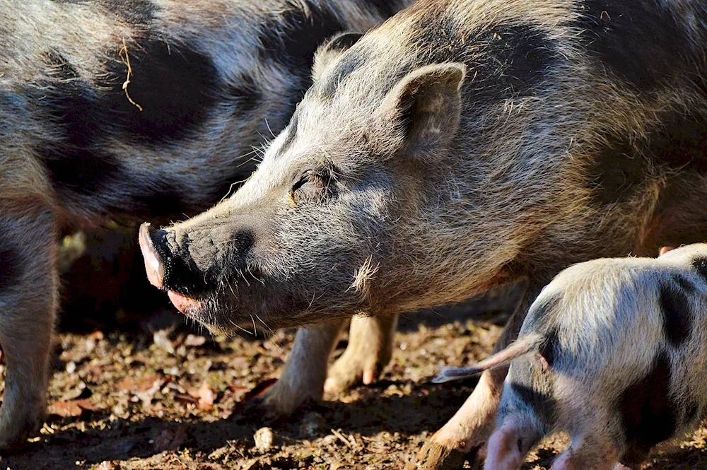 Pigs in the wild