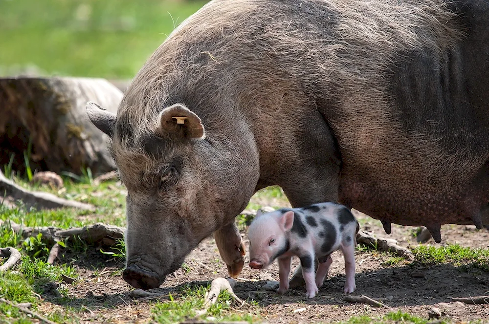 Pigs in the wild