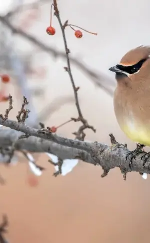 Redwinged Whistler