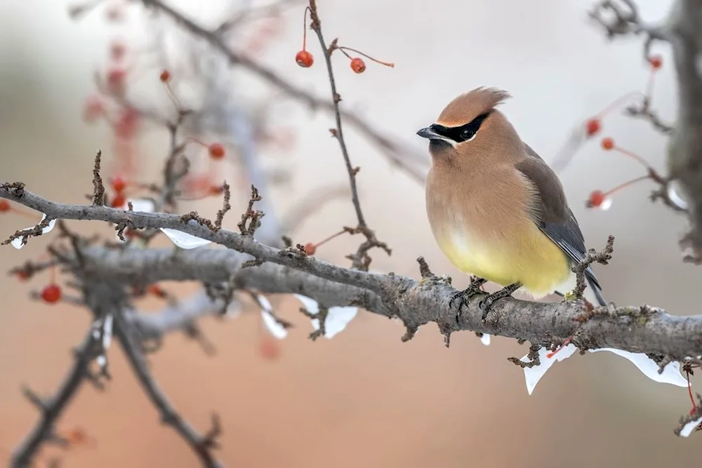 Redwinged Whistler