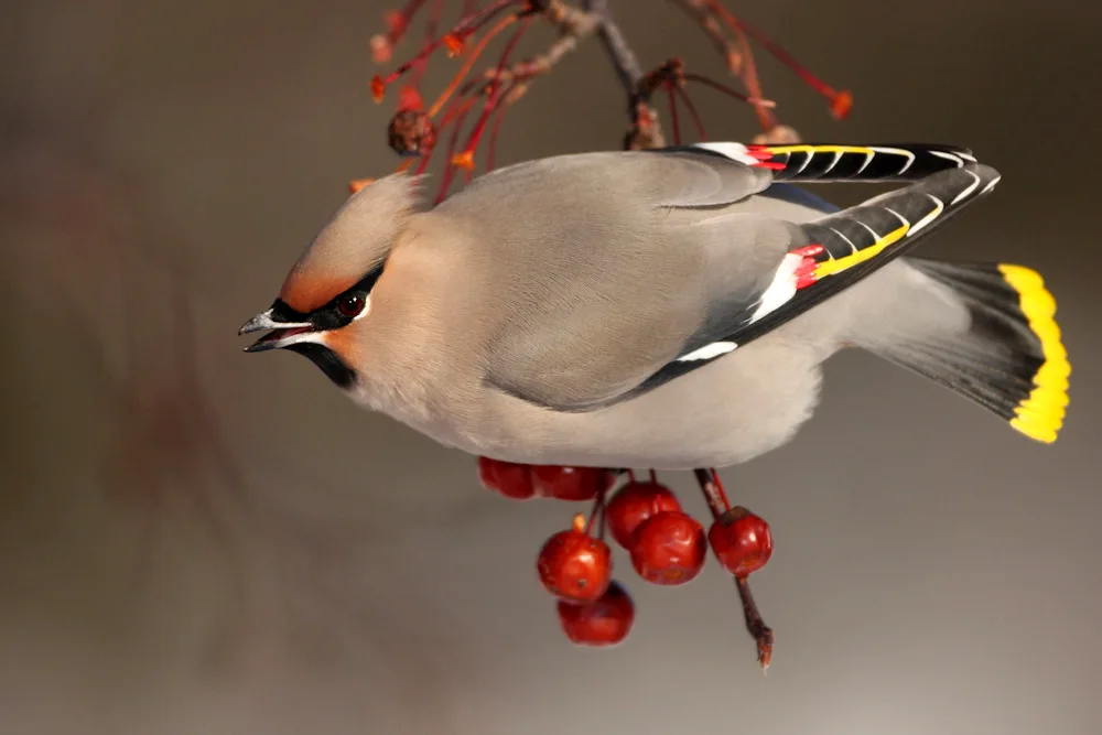 Crested Titmouse