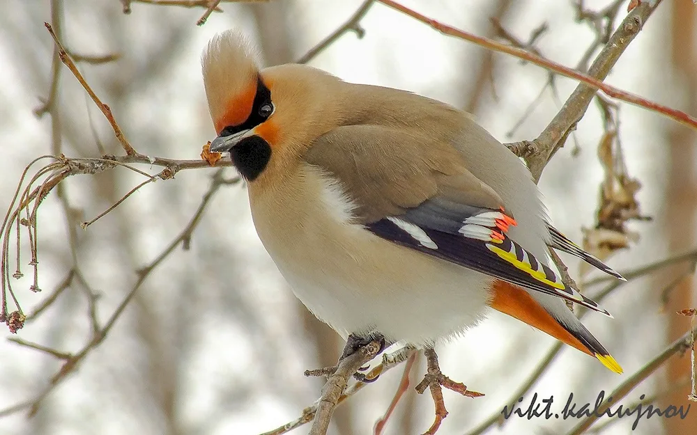 Birds of the Sverdlovsk region