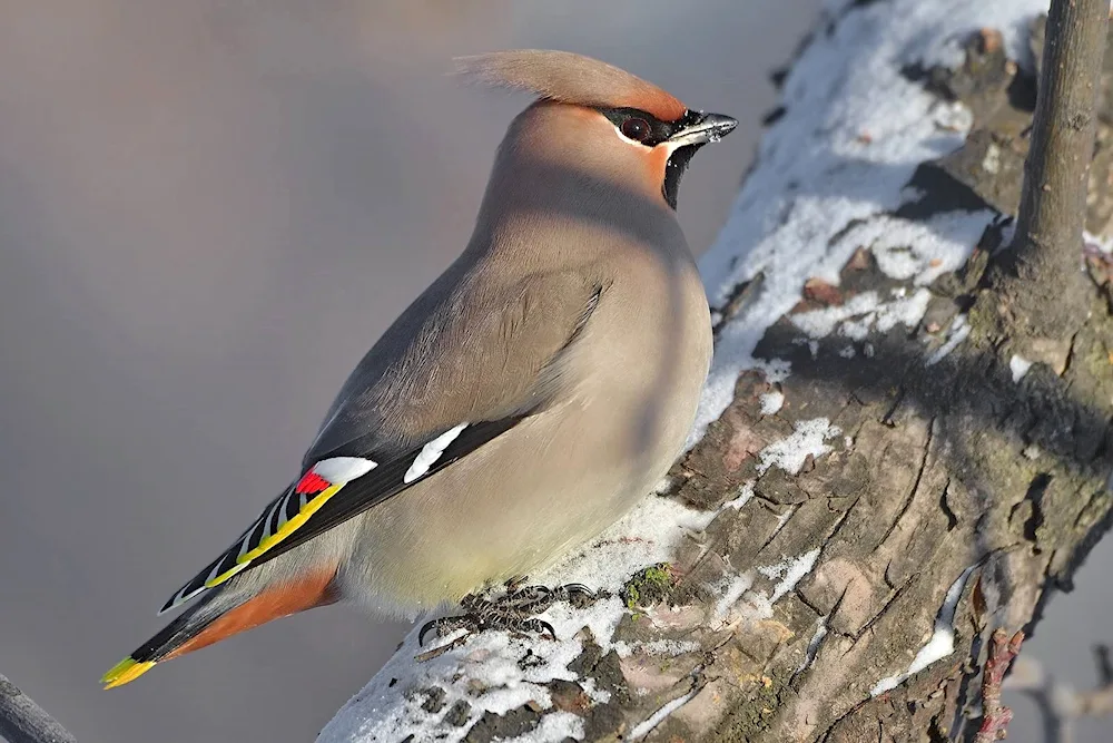 Schur's Bullfinch