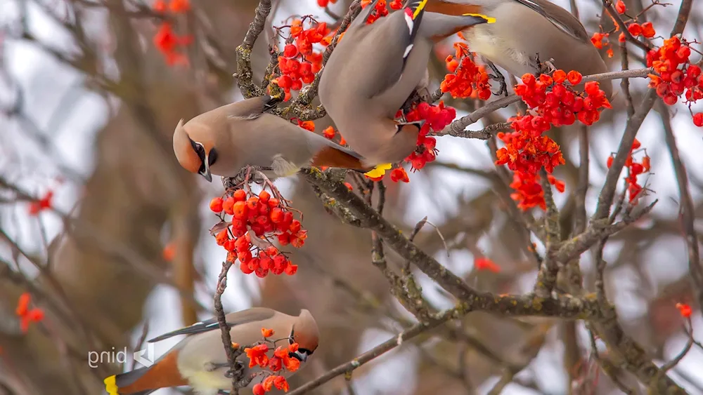 Whistle bird