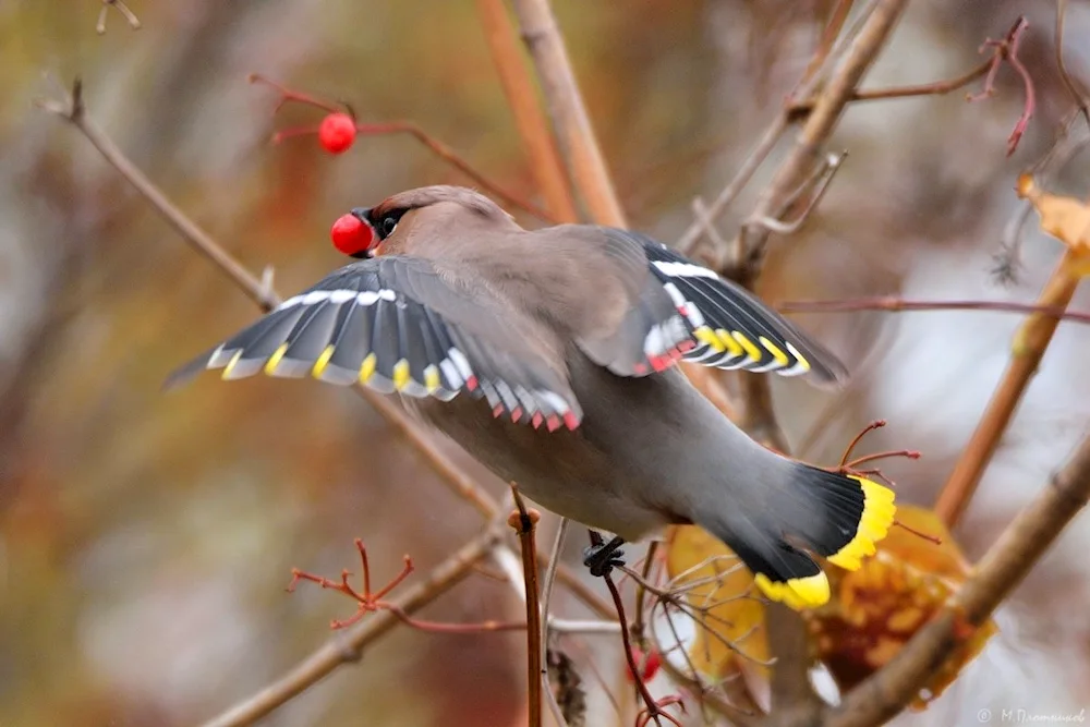 Whistler of the Transbaikal Territory birds