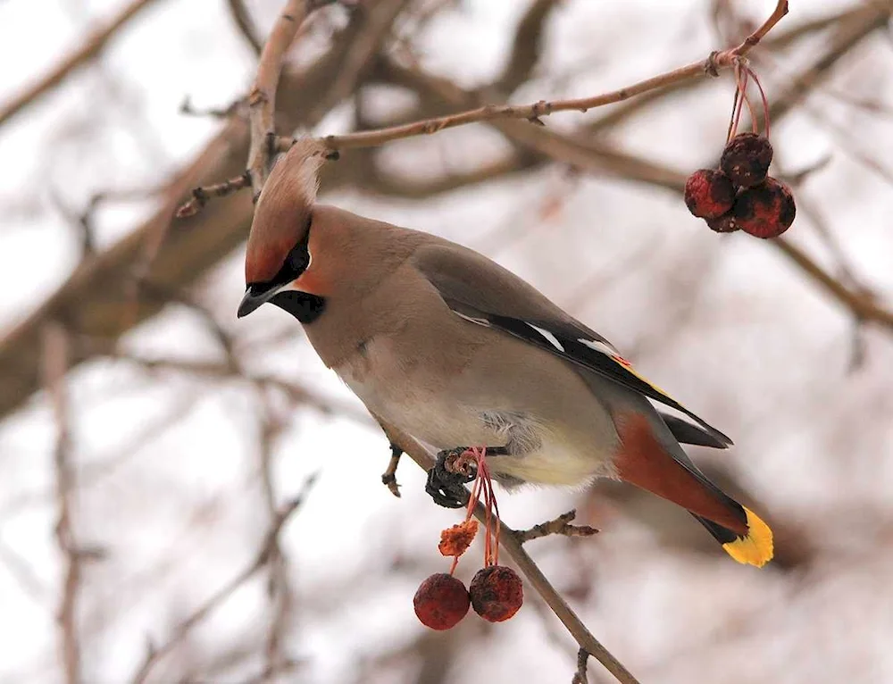 Whistler Wintering bird