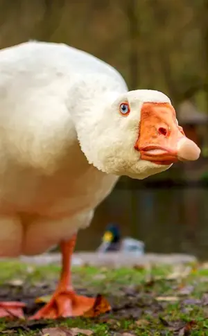 Whistunclaw goose duck