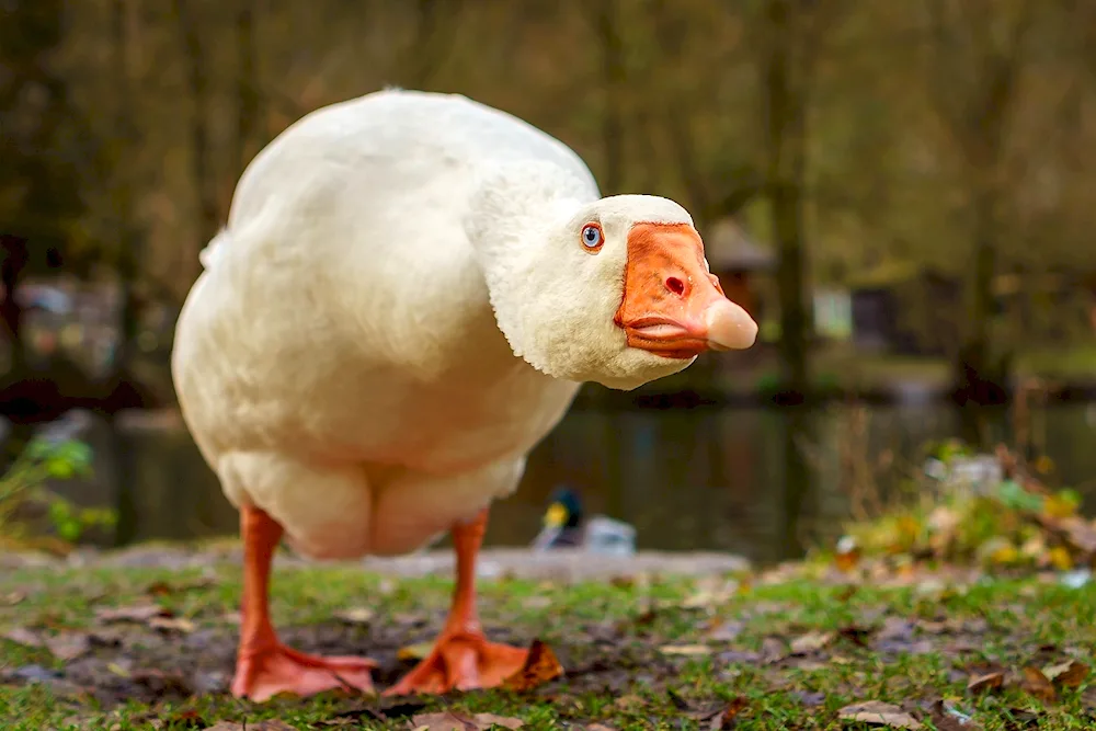 Whistunclaw goose duck