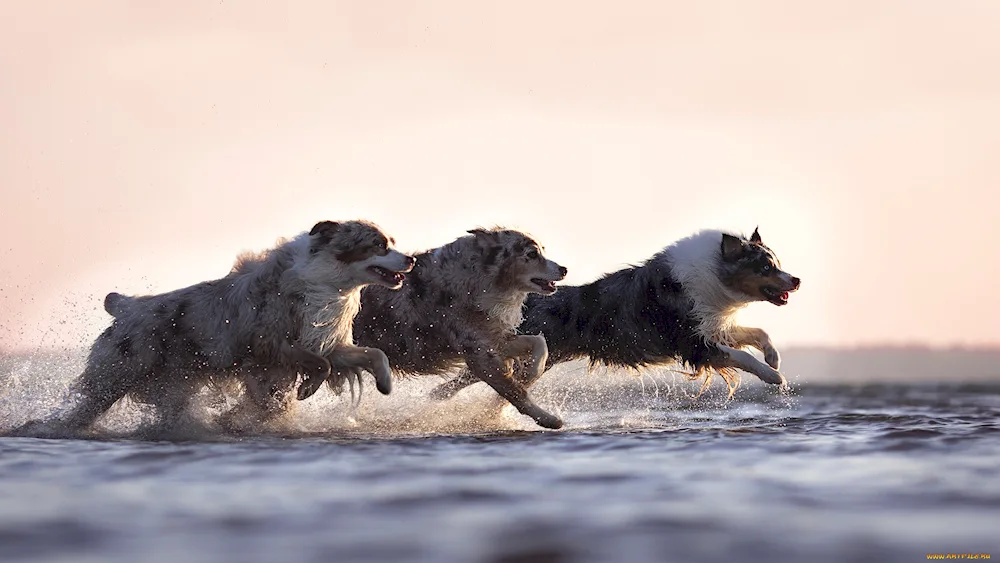 Swora dog running