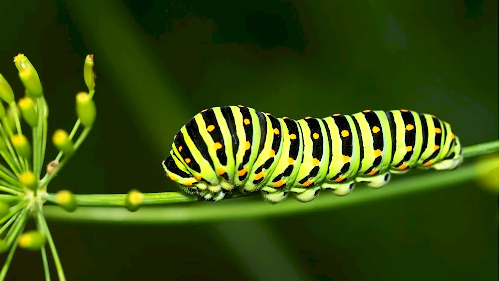 Swallowtail Caterpillar butterfly