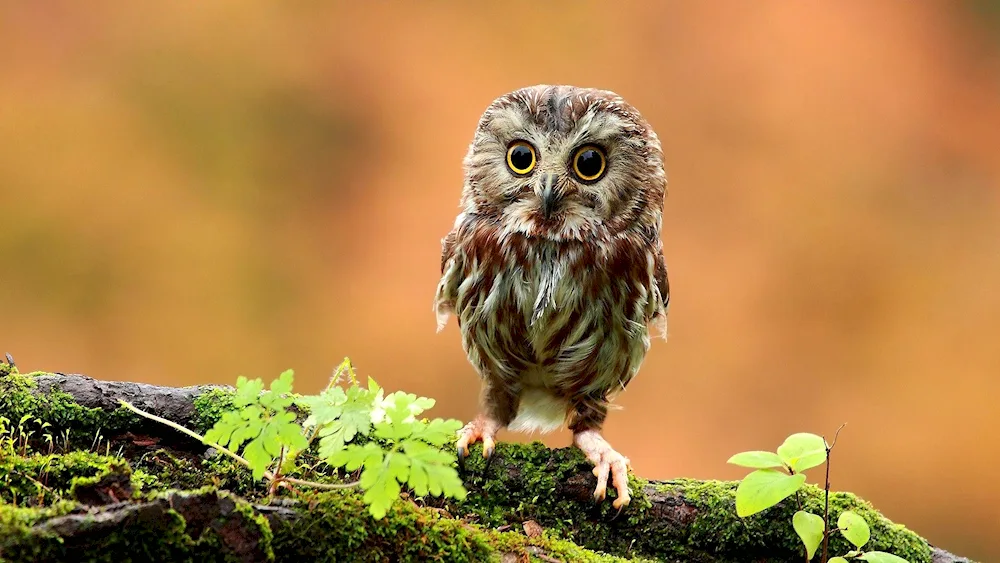 Pygmy Owl. Owl