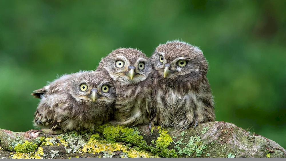Madagascar Red Owl