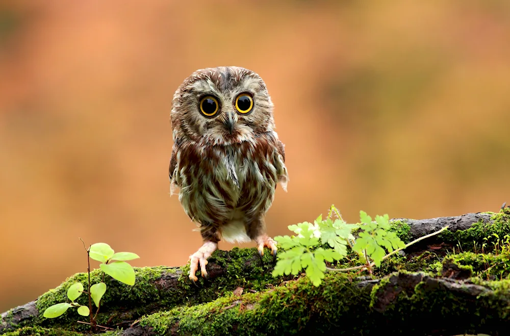 Feather Owl chick