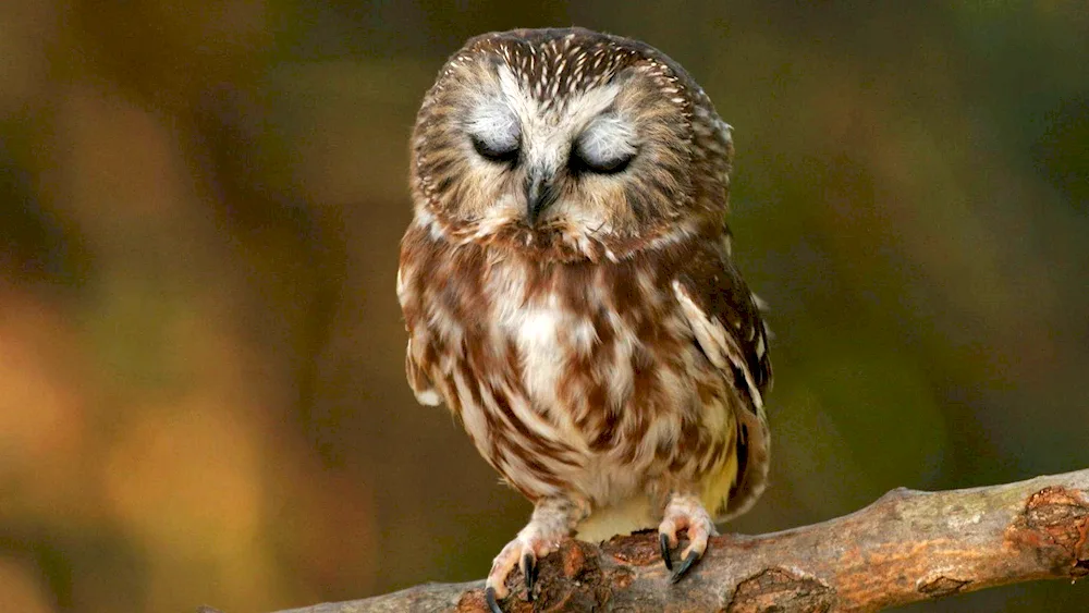 The owl sleeps