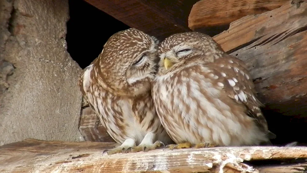 The owl sleeps