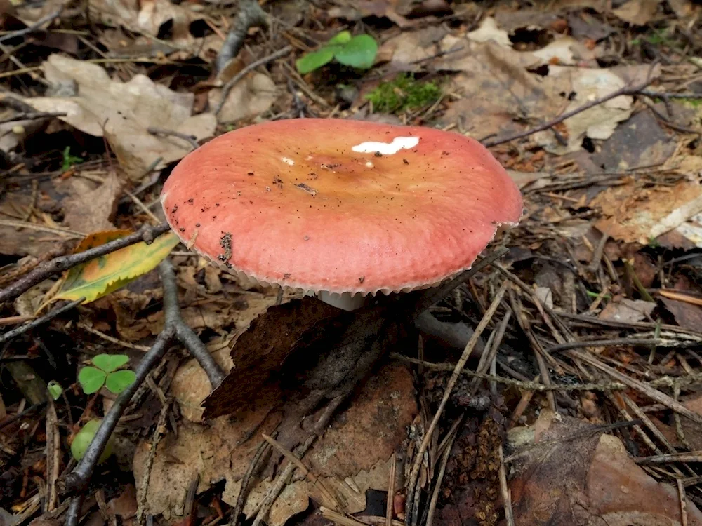 Uzbekistan edible mushrooms