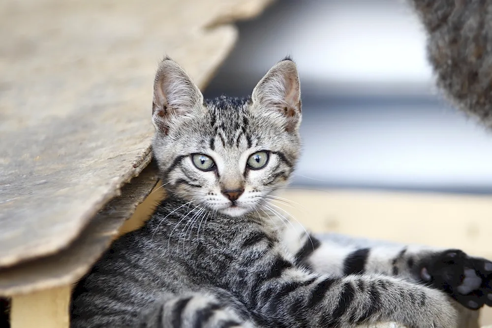 Tabby cat Grey mackerel striped