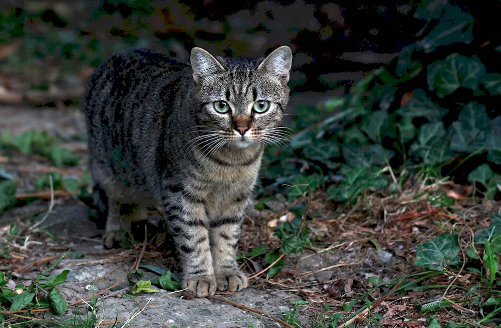 Chartreuse cat striped