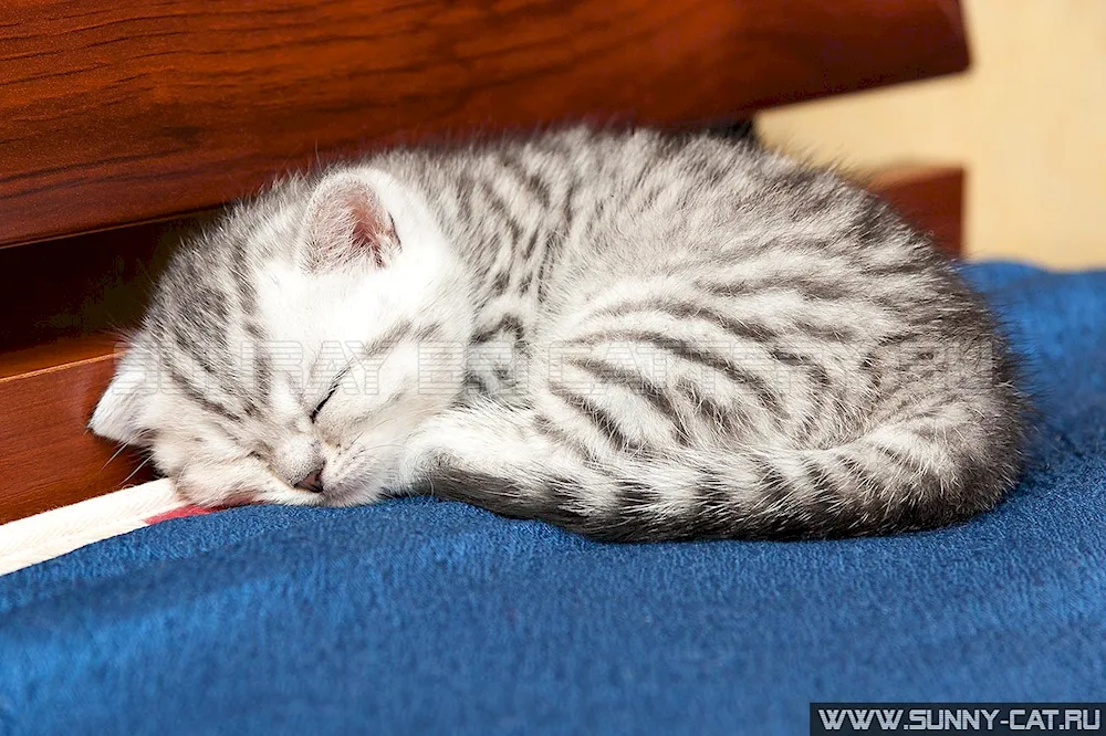 Scottish Lop cat striped