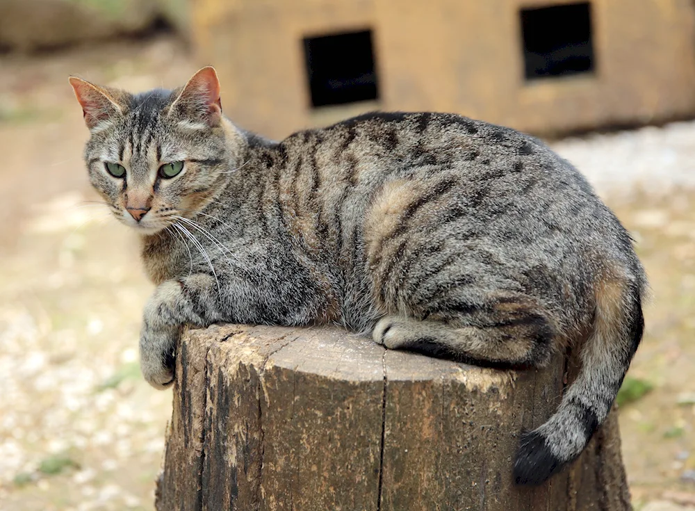 Tabby mackerel cat breed