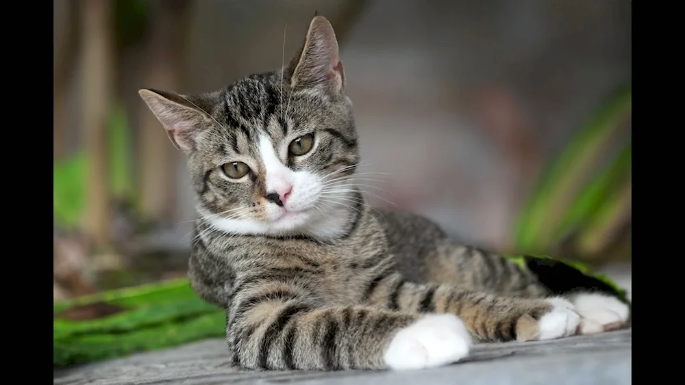 American shorthair tabby