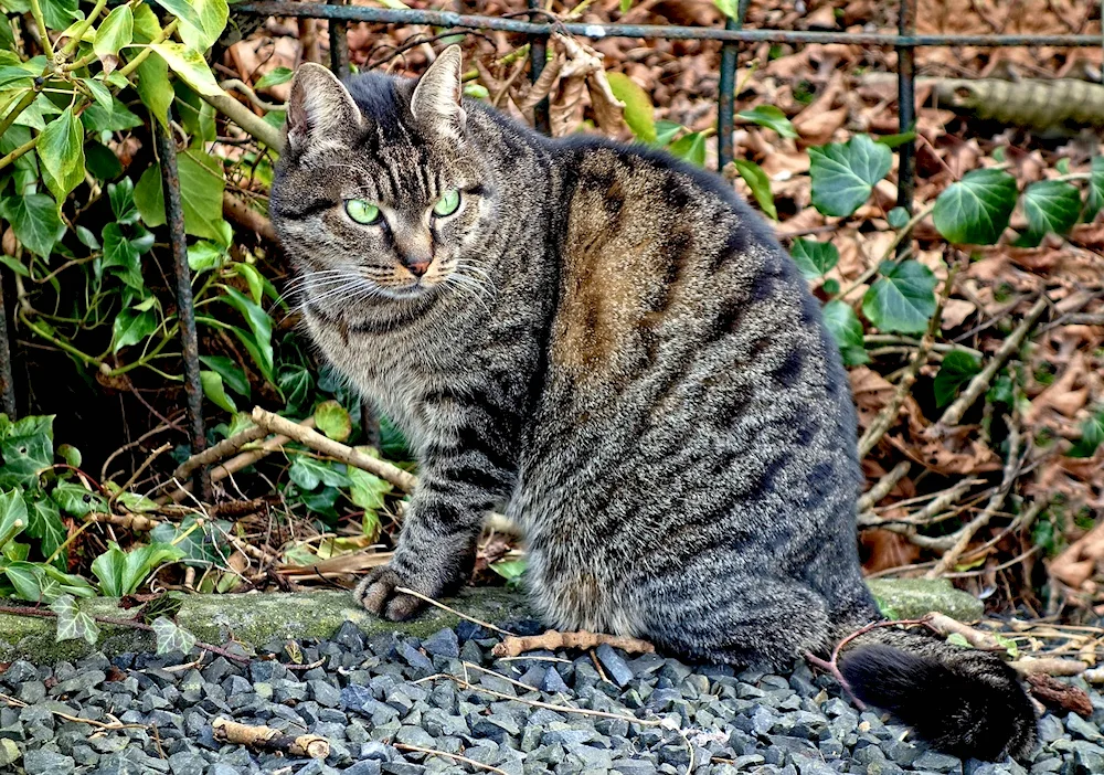 Grey striped cats