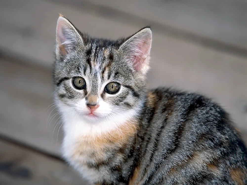 Tabby mackerel striped