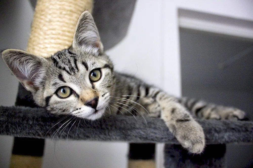 British shorthair tabby cat