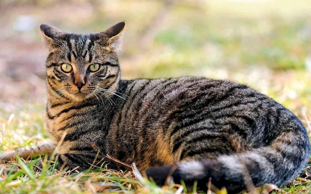 Asian tabby cat