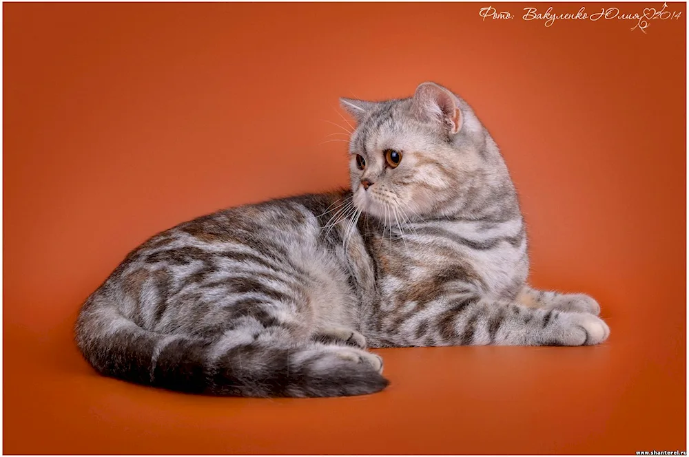 British marbled tabby cat