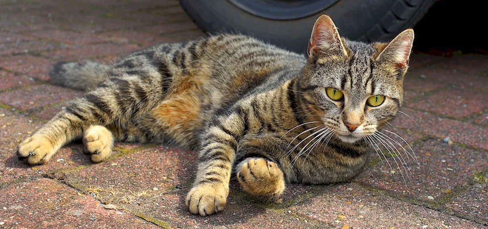 Tabby mackerel tiger