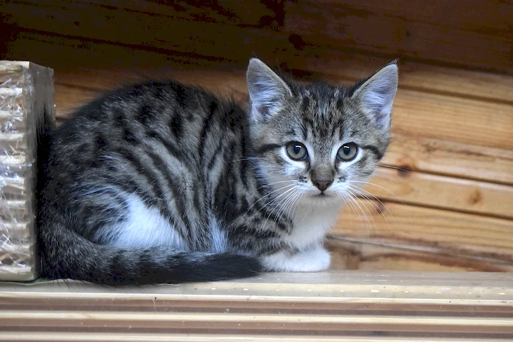 Tabby mackerel tiger