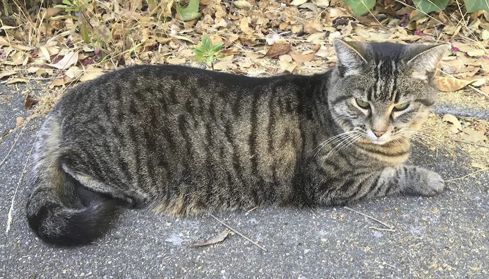 Tabby mackerel tiger