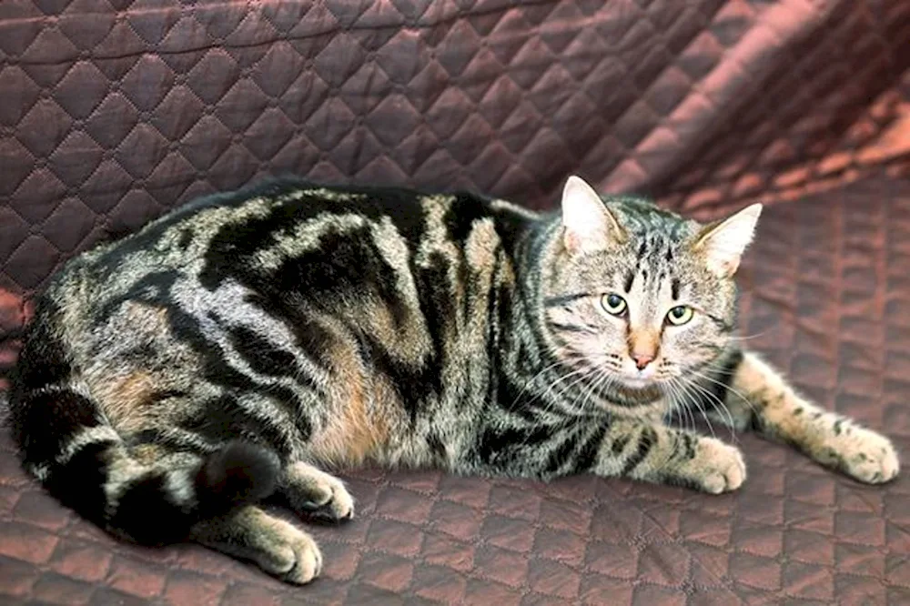 Tabby marble colour