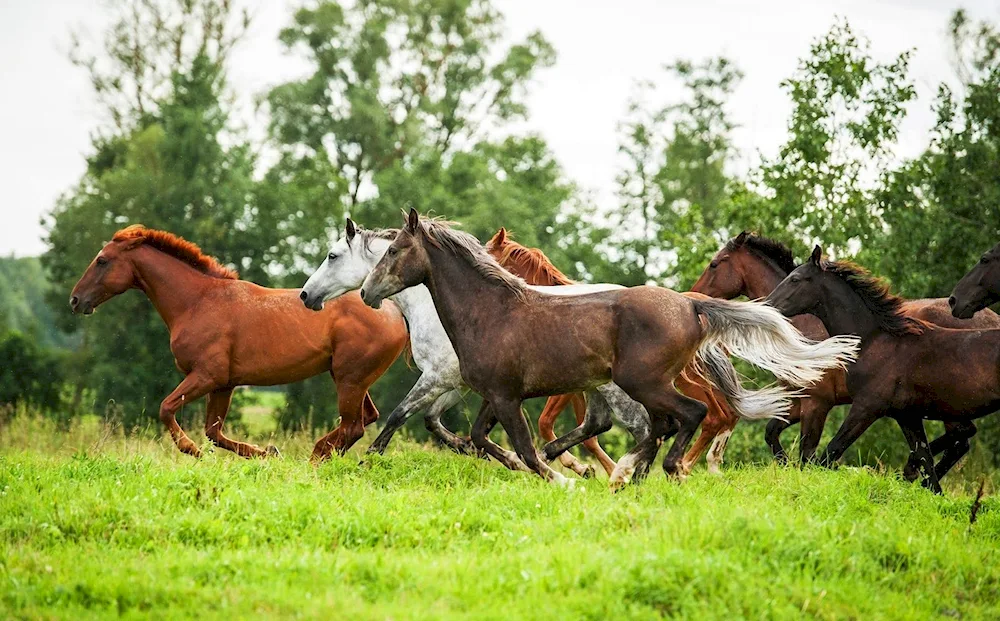 Wild horse herd