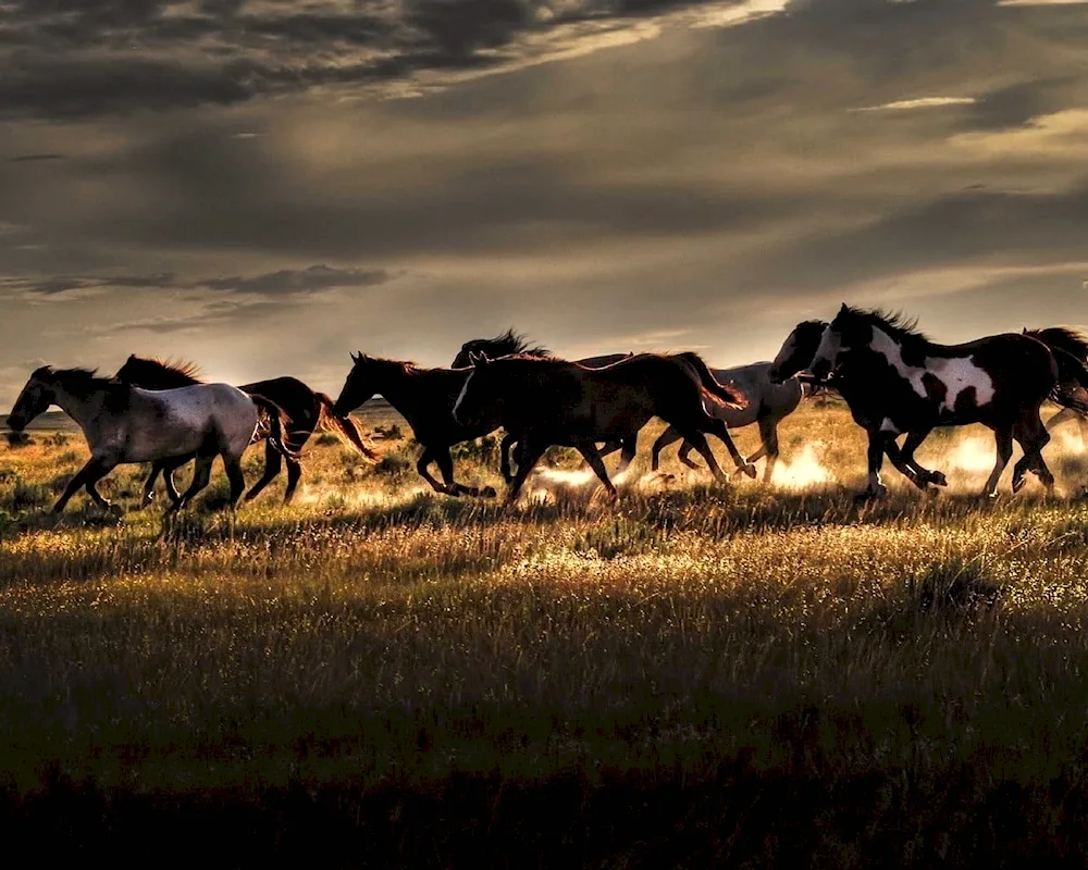 A herd of wild horses on the prairie 50 plus