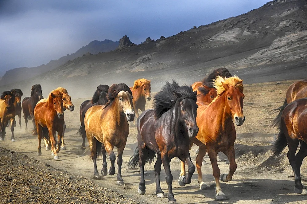 Ta herd wild horses on the prairie 50 plus