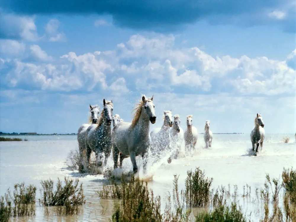 Horse herd