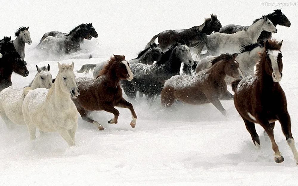 Horses in winter winter