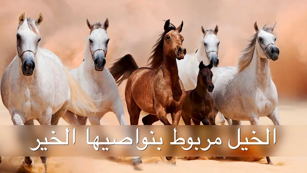 Taboon horses