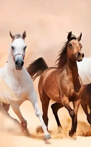 A herd of horses