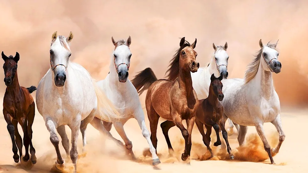 A herd of horses