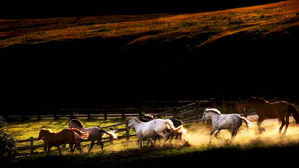 A herd of horses