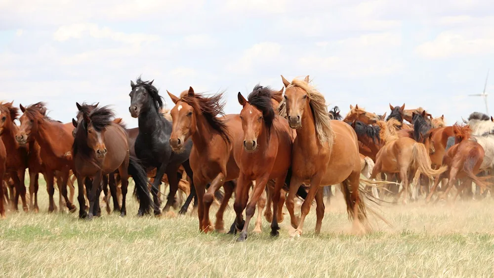 Horse herd Mongolia Mongolia