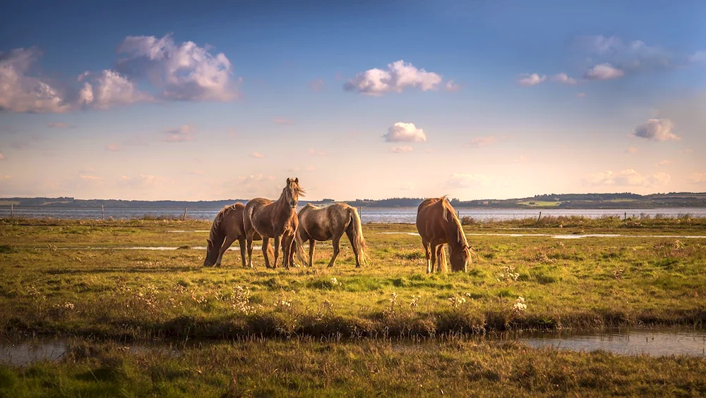 Horse herd in the Don Steppe