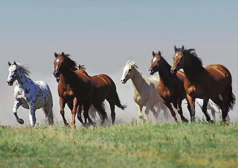 A herd of mustangs