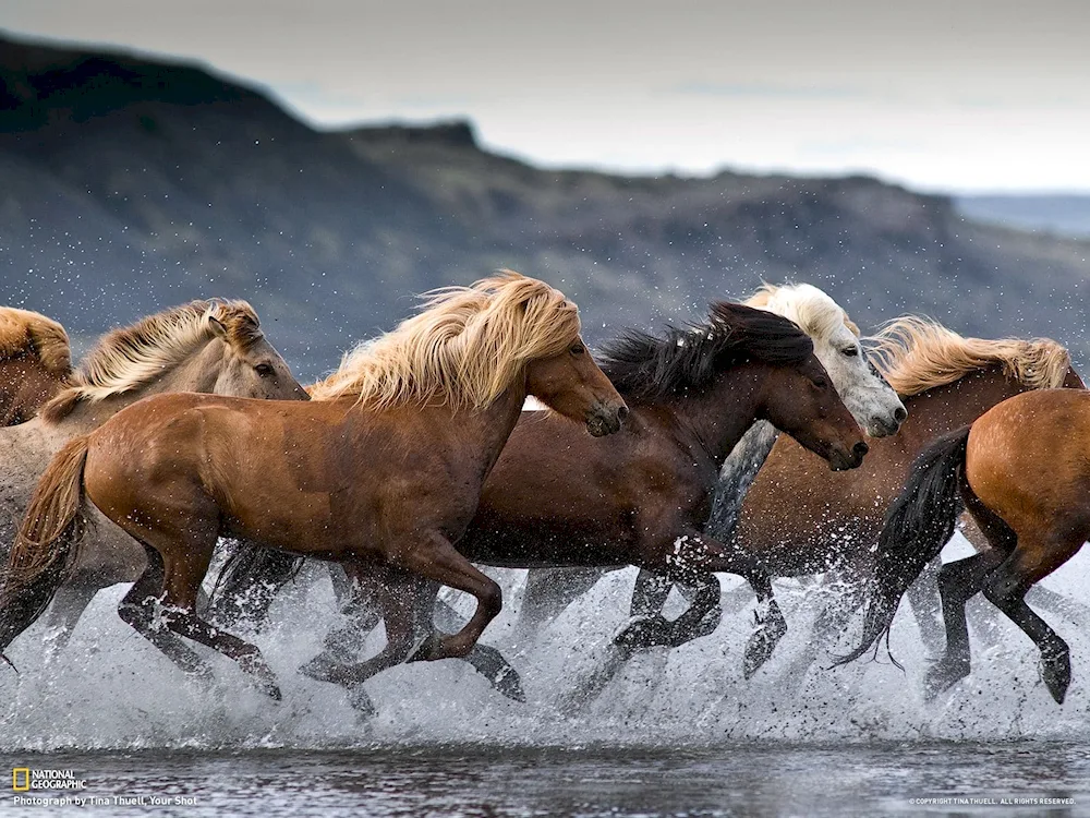 A herd of mustangs