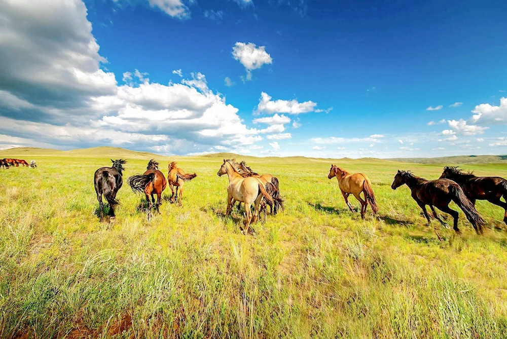 Horse in the field