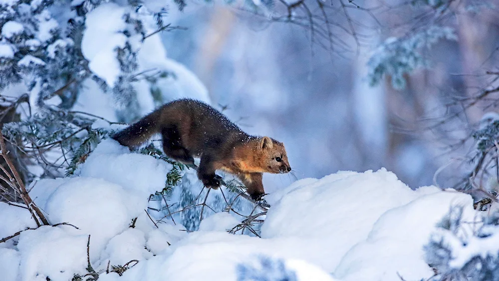 Deer in the winter forest