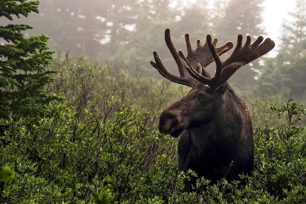 Taiga Elk